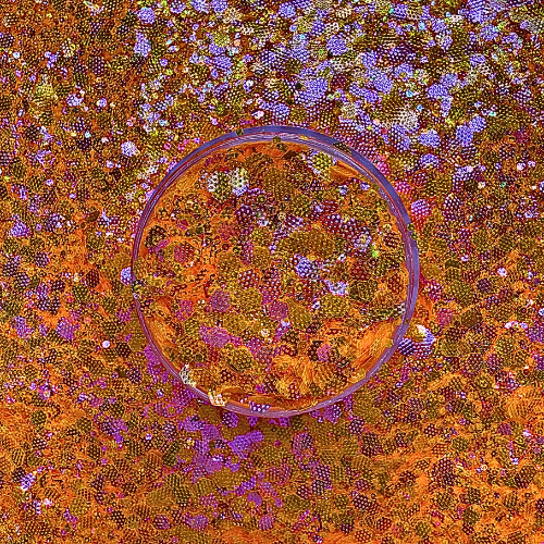 Sunset Platy - Textured - Wattsupcustoms