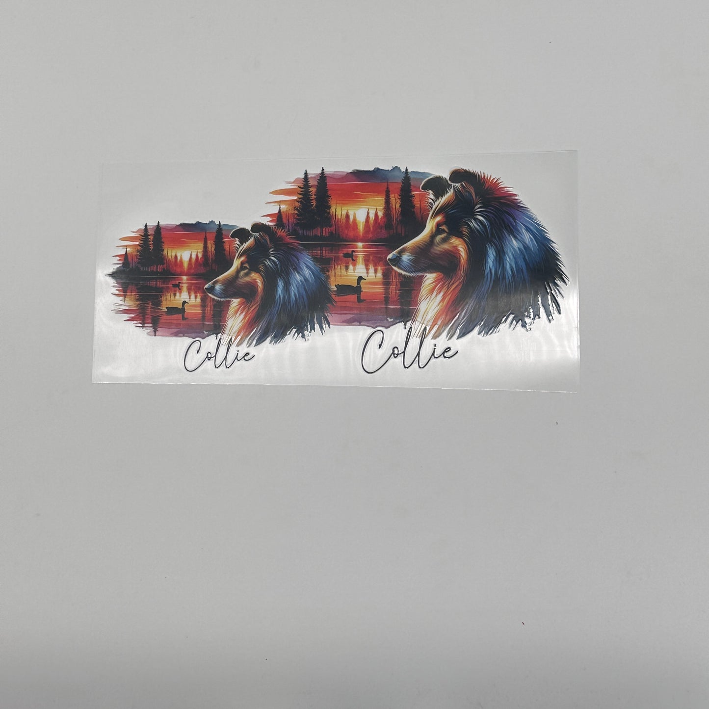 Collie