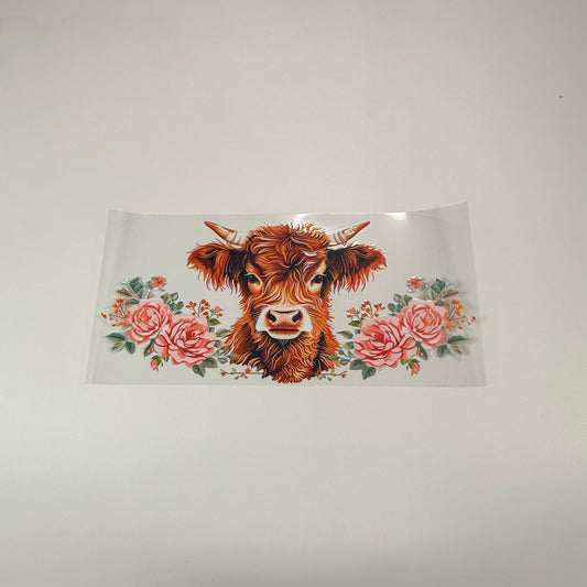 Highland Cow